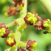 Brucea javanica (L.) Merr.